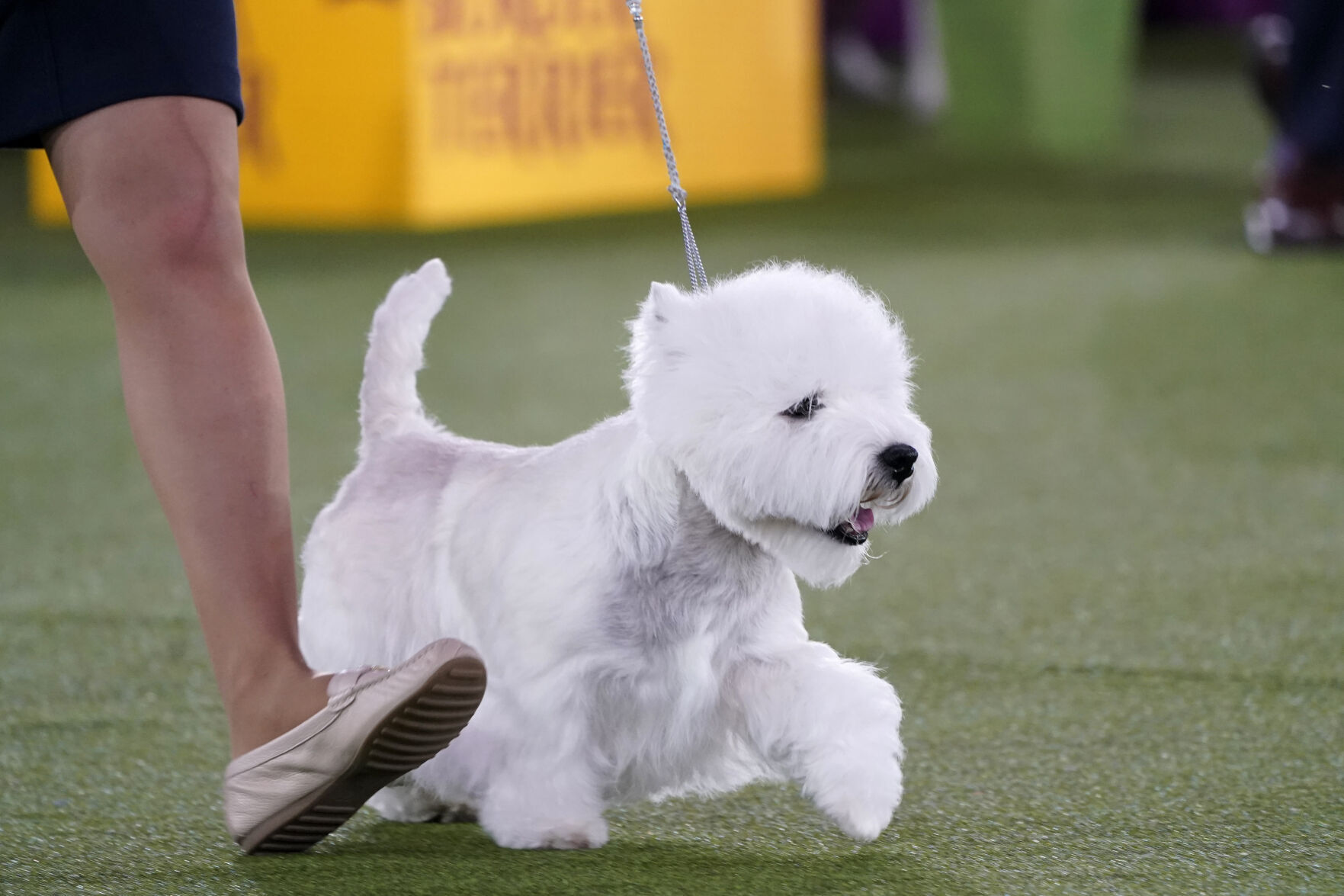 Westminster Dog Show